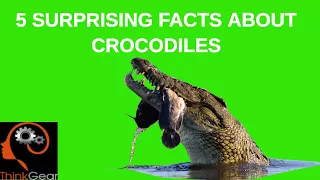 Five Surprising Crocodile Facts #CrocodileFacts  #CrocodileDocumentary