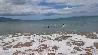 Shark spotted off Kihei beach (Video: Cindy Poindexter)