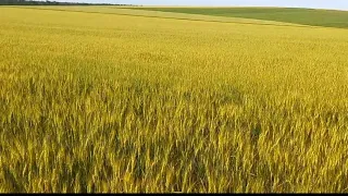 Ось тобі й пшениця по парах!2024 #поле #пшениця