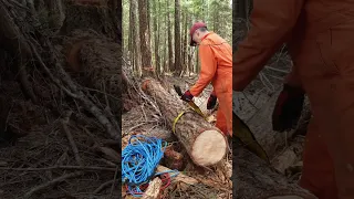 Those crazy monks found a simple way to get big logs out of the forest ! #countrylife