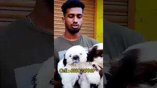 💥Cheapest Shih Tzu Puppy Chennai Pet Market