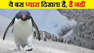 Penguins इतने खतरनाक क्यों होते हैं | Why You Should be Afraid of Penguins