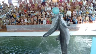 Дельфины в дельфинарии 6, прыжки в высоту из воды ➨ Dolphins, high jumps from water