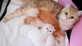 💕 22 days after birth | Kittens meowing, plays and learn to walk