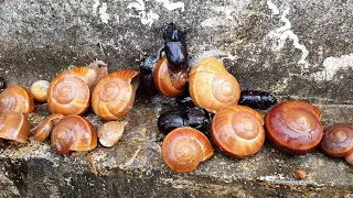 Many Fresh Giant Snails And Black Beetles With More Bugs I Found After Rain | Sann Pisetha