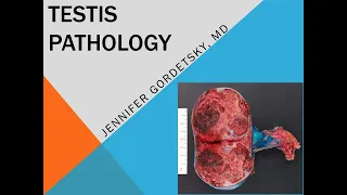 Testis Pathology