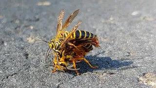 Mating Yellow Jacket Queen