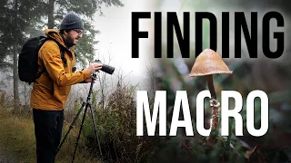 Finding macro photos in the misty forest (Easy tutorial with settings!)