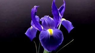 Purple iris bloom time lapse, growing flowers inside