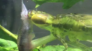 green dragonfly larvae (larva de libelula verde)