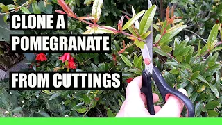 CLONE any POMEGRANATE tree from Cuttings - 100% Success Grow Endless trees for FREE!