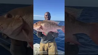 Jurassic Park sized Mutton Snapper!