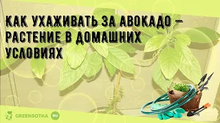 Как ухаживать за авокадо — растение в домашних условиях