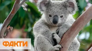 Национальная трагедия в Австралии - в пожаре погибли сотни коал