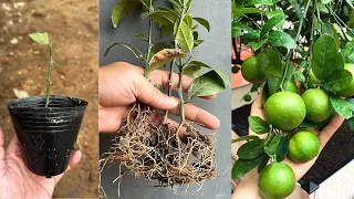 How to propagate lemon trees from cuttings to quickly root | Cách giâm cành chanh nhanh ra rễ
