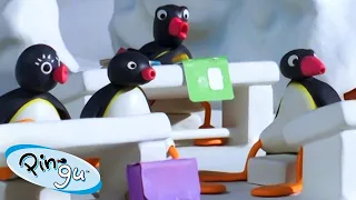 Pingu Goes Back to School 🐧 | Fisher-Price | Cartoons For Kids