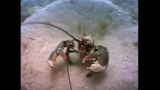 Жизнь омаров на дне залива Мэн. Документальный фильм.