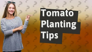 How Can I Plant Tomatoes Successfully? Steps for Hole Depth, Soil Amendments, and Fertilization