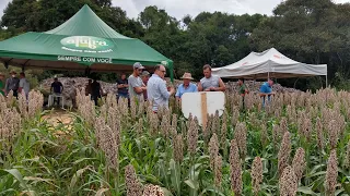 Tarde de campo - sorgo e adubação verde de verão