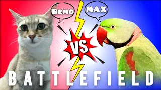 Battlefield | Remo Cat vs Max Parrot | War begins | Nandy | Most Wanted