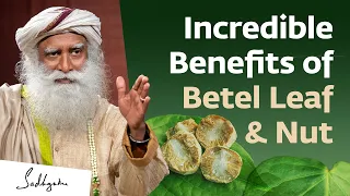 Incredible Benefits of Betel Leaf & Nut | Sadhguru