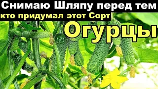 ТОЛЬКО ЭТИ ОГУРЦЫ сажают  В 2024 ГОДУ, УРОЖАЙ СОБИРАЮ ВЁДРАМИ, НЕ БОЛЕЮТ, ВКУСНЫЕ для засолки.