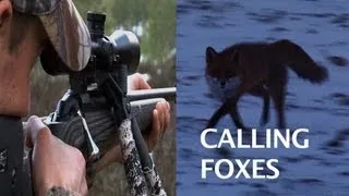 Calling foxes with Clausen Predatorcall 1, Lokkejakt på rev med "Farmen" Joar