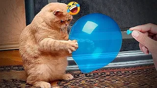 😘😍 New Funny Cats and Dogs Videos ❤️🤣 Funny Animal Moments #10