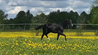 Akhalteke colt Nocturne 2021 y.b. black horse for sale