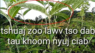 Tshuaj​ ntsuab​ zoo​ kho​ raug​ lawv​ tso​ dab​ nyuj​ ciab -​tau​ khoom