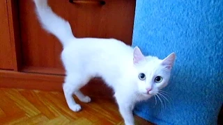 Кошка сходит с ума! Cat goes crazy!