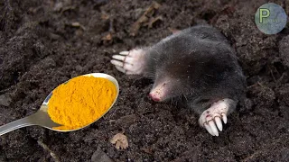 Moles from the garden disappear in 1 minute. The strongest natural repellent