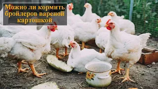 Можно ли кормить бройлеров вареной картошкой