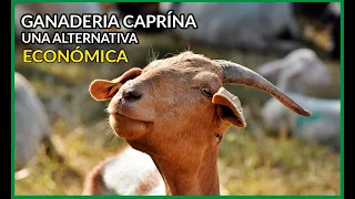 GANADERÍA CAPRINA como una alternativa ECONÓMICA #2020 🐐