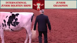 1715 JR CHAMPION - JUNIOR HOLSTEIN