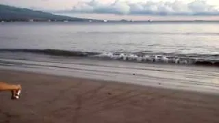 Hawksbill Turtle Hatchlings