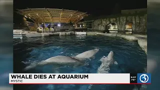 VIDEO: A Beluga whale dies at Mystic Aquarium