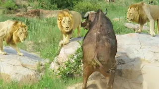 3 Lions Corner Buffalo With Broken Leg