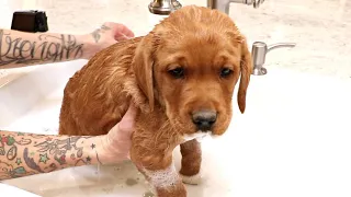 RED LABRADOR PUPPIES GET THEIR FIRST BATH EVER!