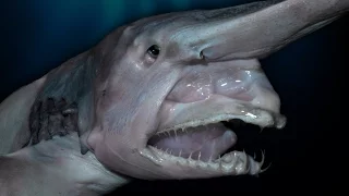 Top 10 Creepy Deep Sea Creatures Discovered