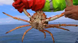 They Just Keep Coming Spider Crabs & Lobsters - Hauling the pots from the Orkney 2024