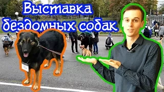 Выставка бездомных собак "Надо брать!  Осенью!"