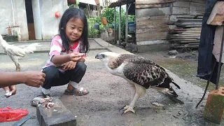 NGINTIP SANG PAWANG BURUNG !! LAGI  KASI MAKAN BURUNG ELANG PELIHARAAN