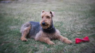 The Airedale Terrier: The King of Police Dogs