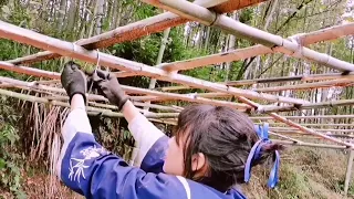 The beautiful girl is trying to build a bamboo house - Can she make it?