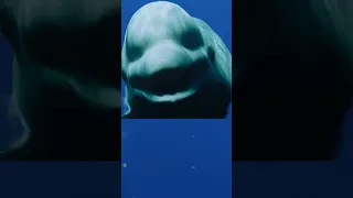 Scary sounds in the ocean part 4