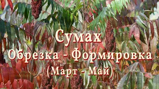 Сумах. Формировка - Обрезка