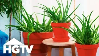 Way to Grow: How to Grow and Use Aloe Vera | HGTV