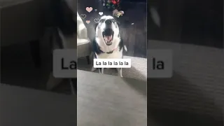 Husky Dog Arguing with Mom - Funny Dog Video #shorts