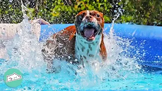 Dog Stops At Nothing To Swim. Someone Give Him A Towel! | Cuddle Buddies